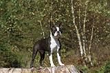 BOSTON TERRIER 047